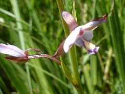 Eulophia zeyheriana tubular ovary